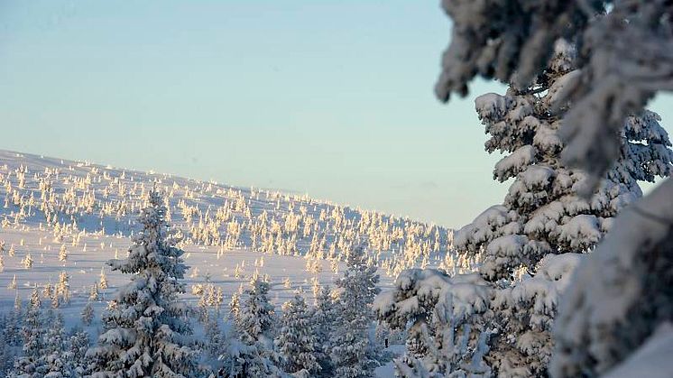 Ovanligt lugnt elpris i januari