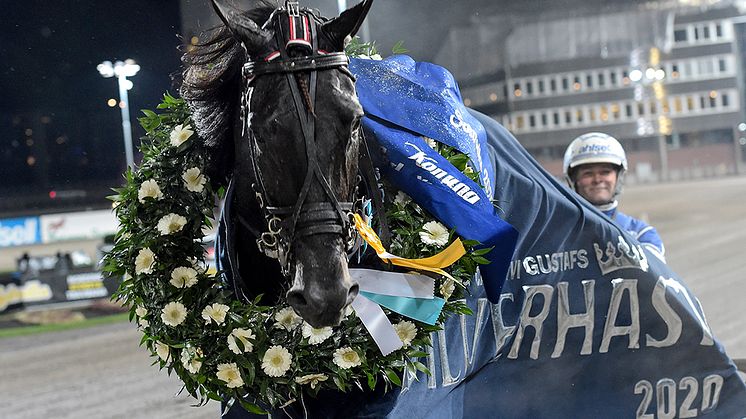 Very Kronos röstades fram till Årets äldre häst på Solvalla. Foto: TR Bild