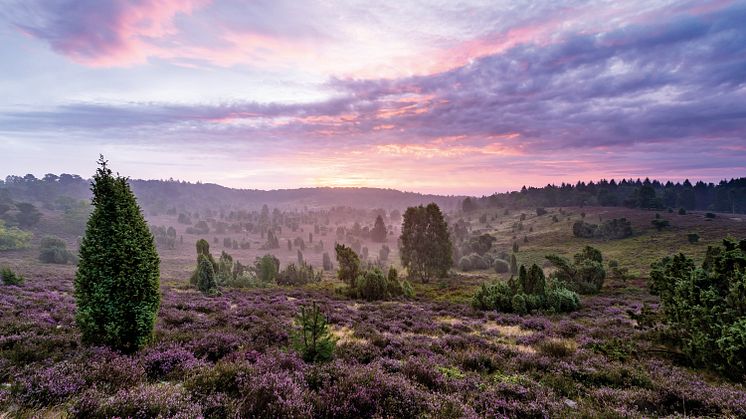 Lüneburger Heide: Totengrund © Lüneburger Heide GmbH / Markus Tiemann