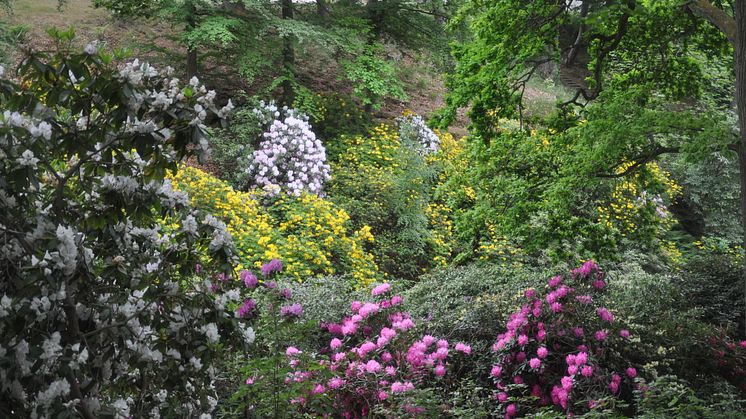 Rhododendron