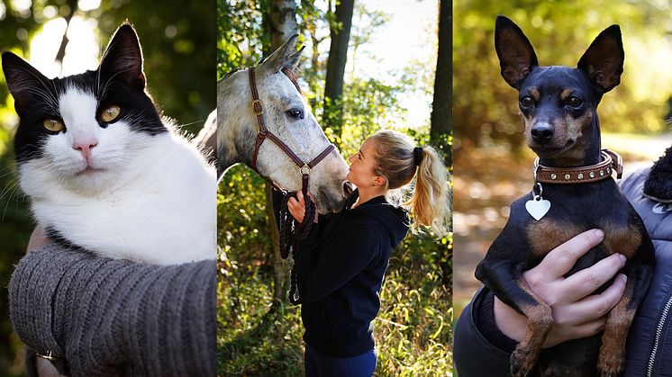 Sveland Djurförsäkringar, Svedea, Dina Försäkringar och Dunstan Häst- & Gårdsförsäkring kommer nu börja informera sina kunder om Vetpris. foto: Sveland Djurförsäkringar 