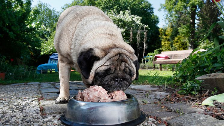 Hund beim Fressen 1