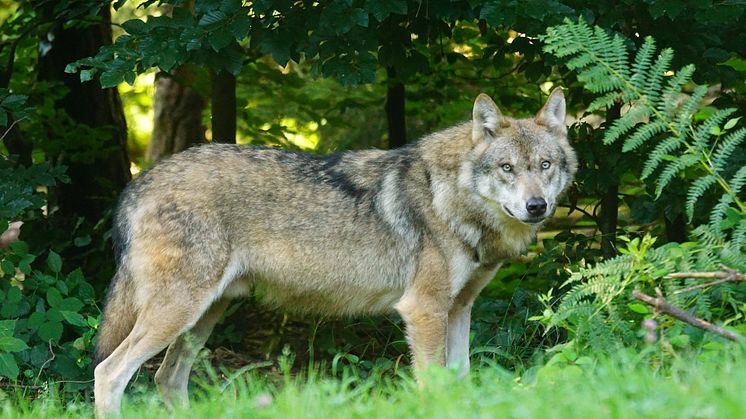 Länsstyrelsen har beslutat om skyddsjakt på en varg i Svärdsjö, Falu kommun