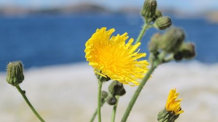 SKR inbjuder till aktion ”fasta för klimatet”