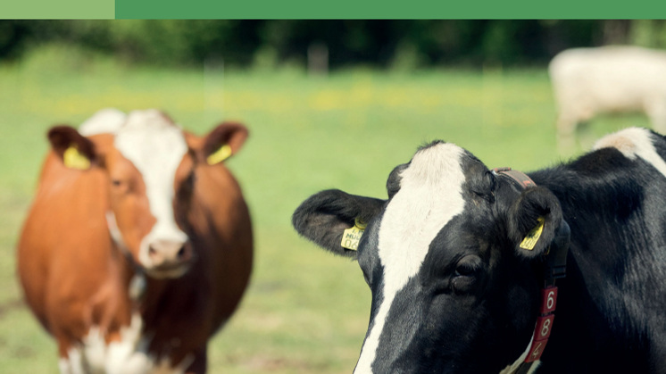 Arla Suomi Maitotilan Johtamisohjelma.pdf