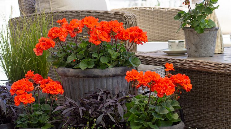 Årets Pelargon 2023 Pelargonium Moonlight Guido Foto annikasnaturligating (8)