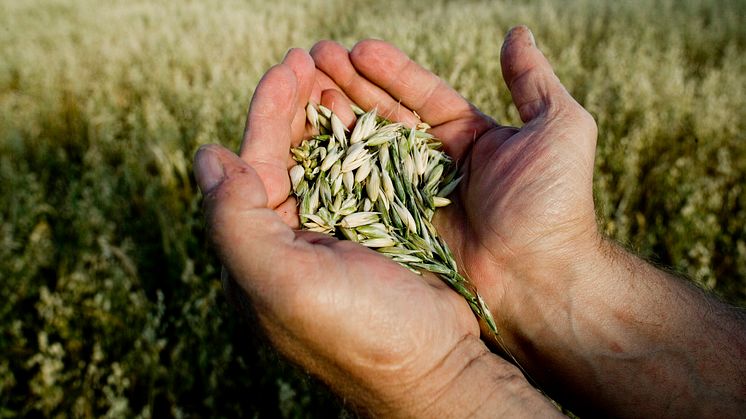 Bird & Bird advises Lantmännen in Nordic cross-border transaction as Lantmännen acquires Raisio plc's cattle feed business