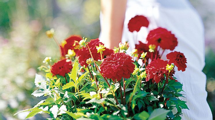 Dahlia Gallery-sorter – rena konstverk...