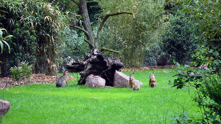 Zoo Leipzig - Große Maras