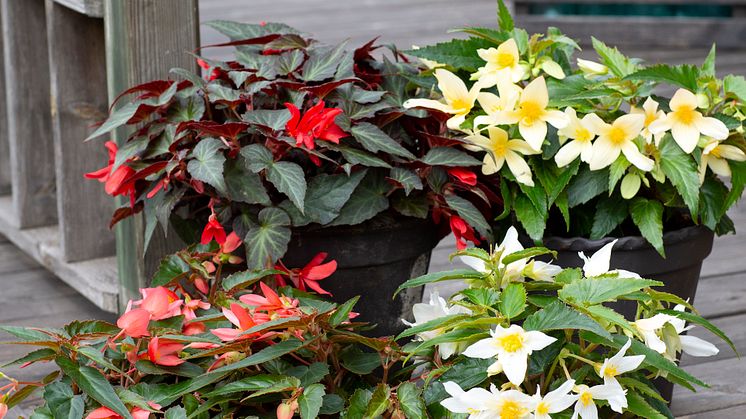 Begonia boliviensis Summerwings Boliviabegonia Foto @annikasnaturligating