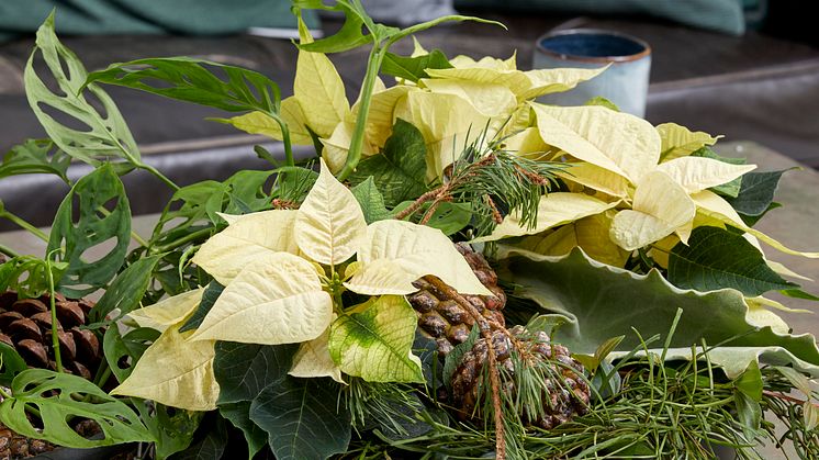 Avslappnad stil med julstjärnor 