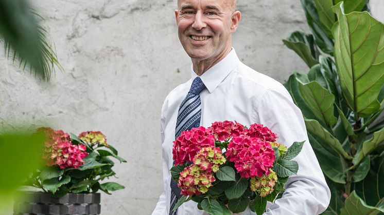Mark Levengood tycker om hortensia.