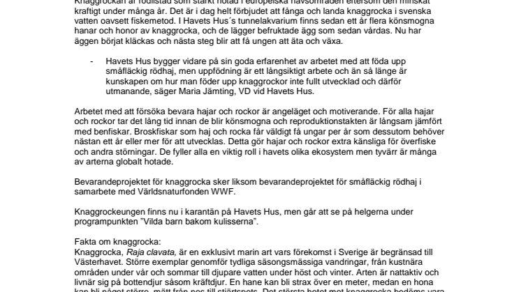 Unik födsel av knaggrocka i Lysekil!