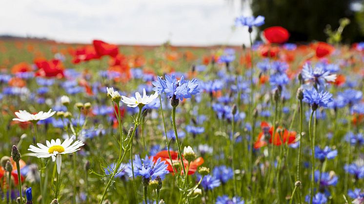 Riksbyggens bidrag till Biologiska mångfaldens dag 22 maj - plantera ett träd eller anlägg en äng