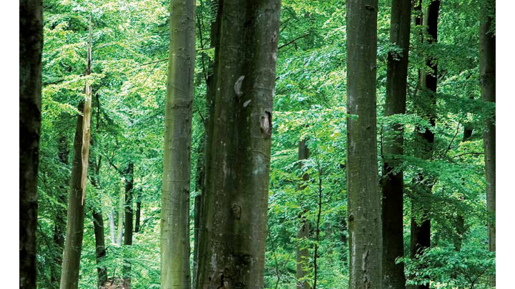 Skogsgårdens lönsamhetsrapport - oktober 2017