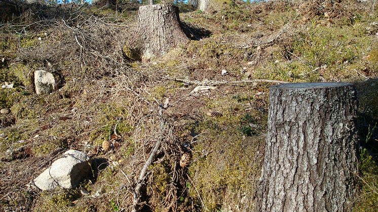 Stubbenergi är bra för klimatet, men inte på kort sikt