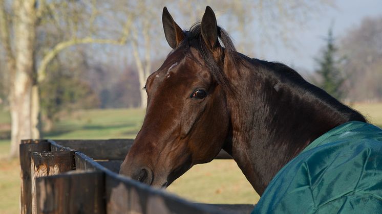 Bergsåker, Solvalla, Vincennes - en travhelg i världsklass