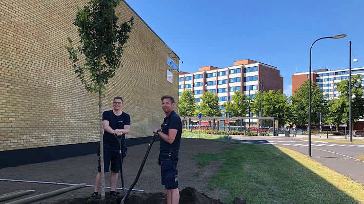 Wihlborgs planterar 1 av de 32 träd de ska plantera i Helsingborg. Bild: Helsingborgs stad
