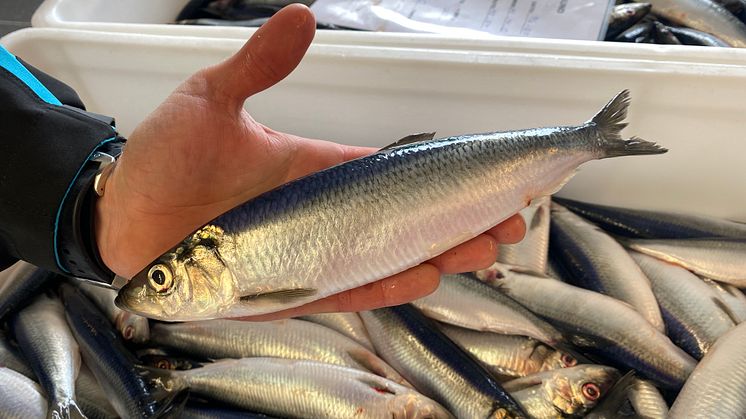 Jomfrusild fra Egersundtraktene. FOTO: Camilla Klævold/Norges sildesalgslag