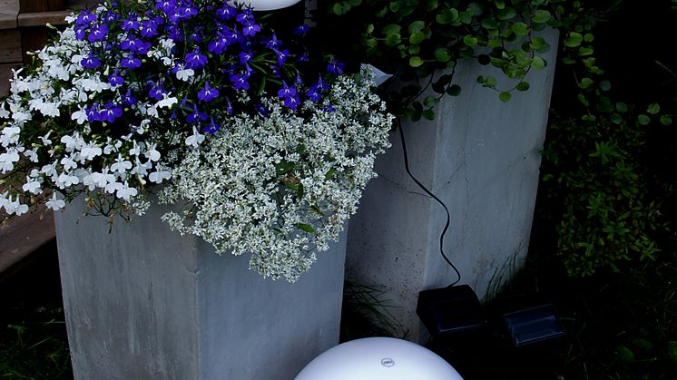 Solladdad trädgårdsglob blommor