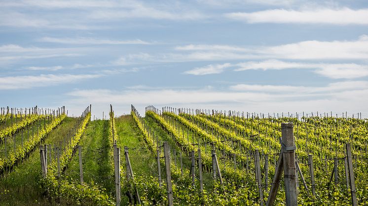 Den 3 juli lanseras Massimo Rivetti, Barbera d'Alba Froi 2021 i Systembolagets Beställningssortiment. Nr 55742 · Flaska · 750 ml · 13,5 % · Pris: 159 kr · Säljstart: 3/7
