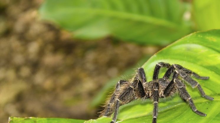 EXPERT COMMENT: The captivating “personalities” of the animal stars in I’m A Celebrity… Get Me Out Of Here!