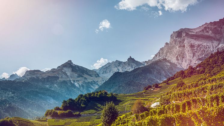  Weintourismus, Rebberge im Wallis Copyright: Valais Wallis Promotion - Christian Pfammatter