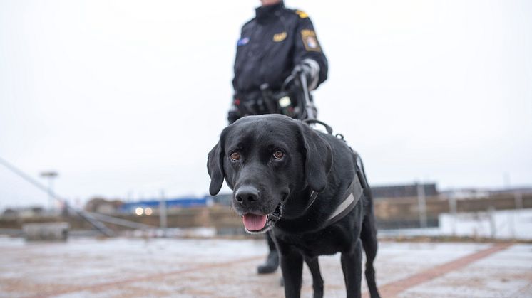 Årets narkotikasökhund 2018