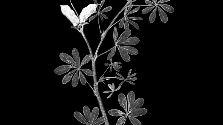 Lupinus Hirsutus av Jasmin Daryani