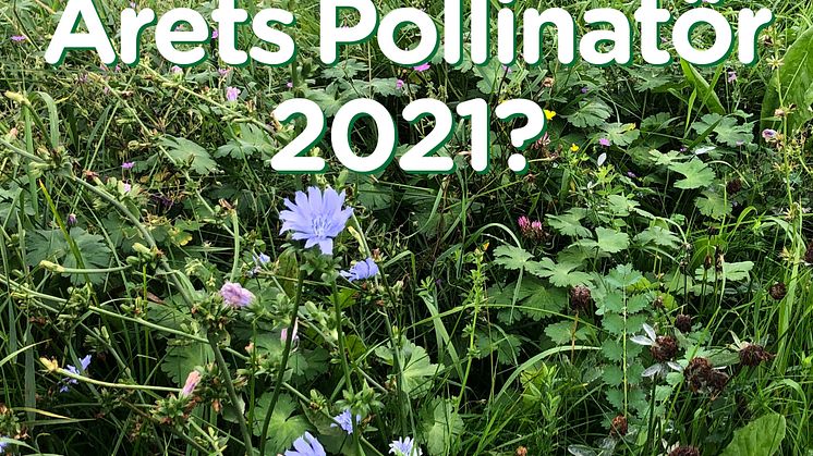 Årets Pollinatör bild