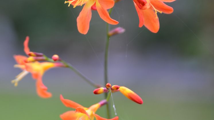 Montbretia