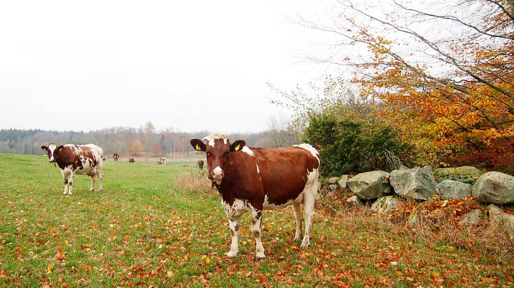 Skanemejerier_Bete_November (2)