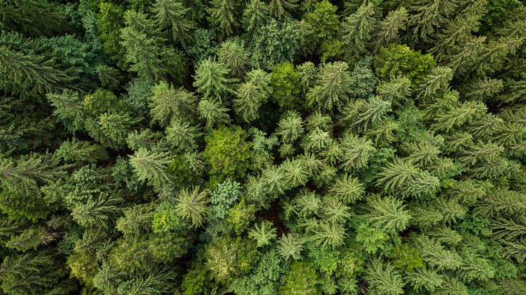 Texture of Green Fir Trees