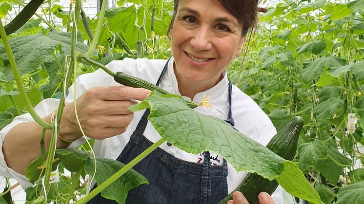 Alexandra Zazzi på besök hos Vikentomater i västra Skåne, där hon skördar gurka.