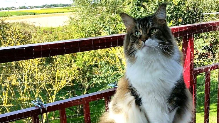 Fästingar, balkongfall, pollen och ormar – här är vårens största faror för katterna