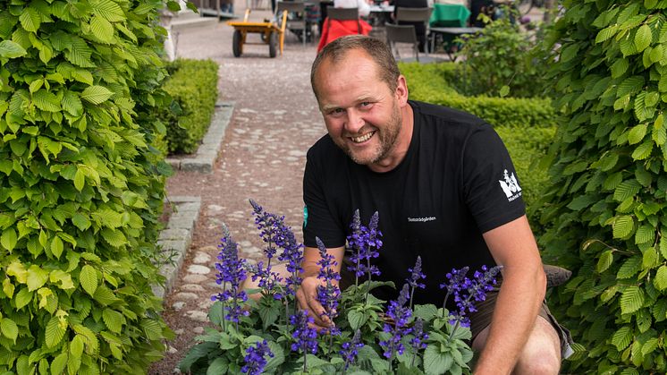 John Taylor presenterar Årets Sommarblomma 2016, Stor Daggsalvia