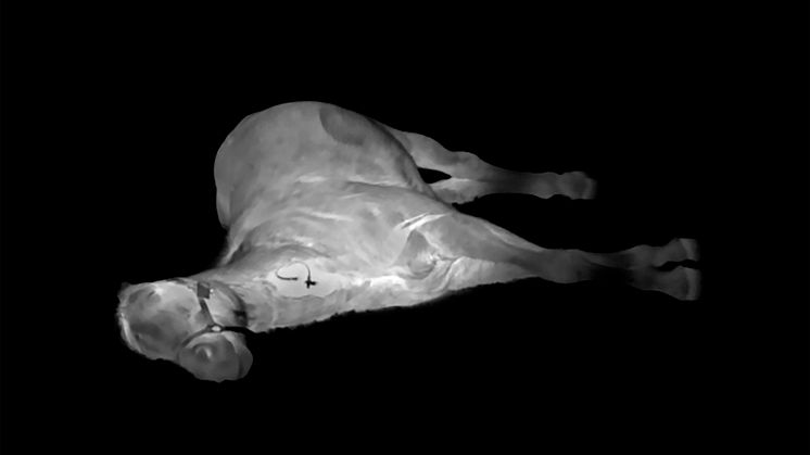"They Shoot Horses, Don't They?", stillbild ur video 11:32, Tove Kjellmark, 2022 