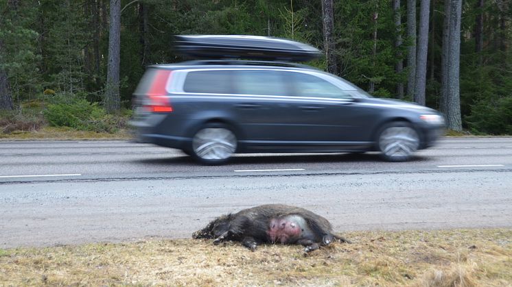 Olyckorna ökar med vildsvin!