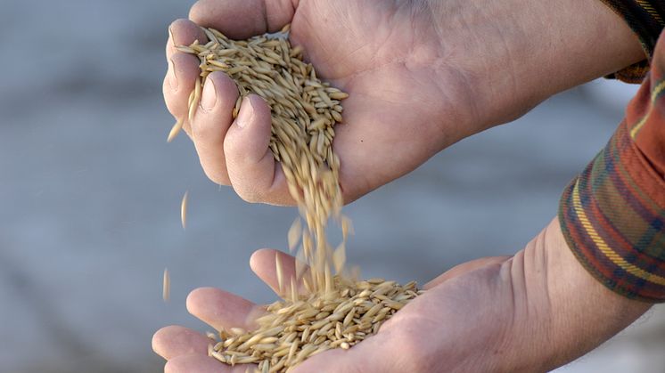 Jordbruksverket föreslår en länsvis fördelning av de insatsvaror som är mest kritiska för primärproduktionen, om ransoneringslagen måste tillämpas. Foto: Kenneth Bengtsson/Scandinav Bildbyrå