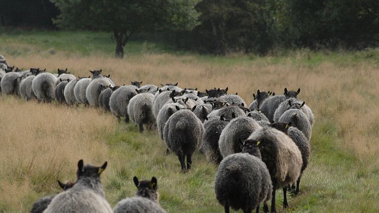 Köp inte in problem i fårflocken