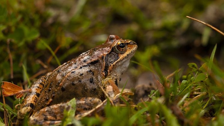 Vanlig groda (Rana temporaria).