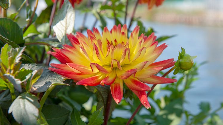Dahlia blommar fin i augusti.