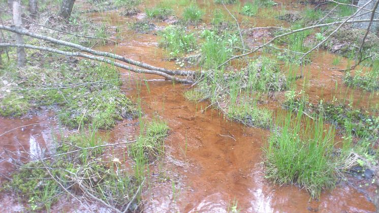 Järnockra i vattnet. Lerstugesjöns naturreservat