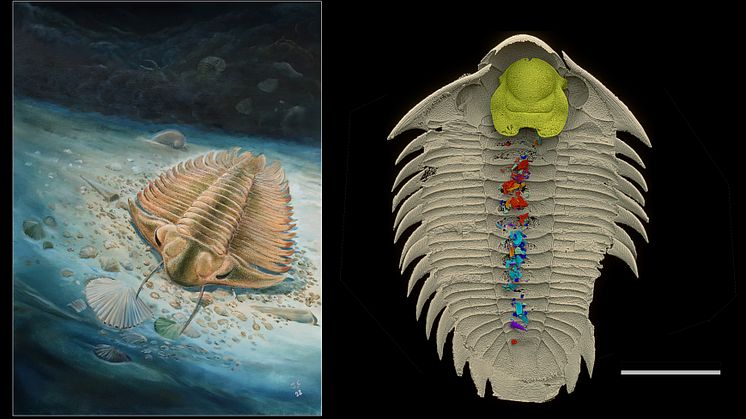 Till vänster: Trilobiten Bohemolichas incola letar föda ögonblicket innan den begravs i ett gyttjeskred. Illustration: Jiri Svobodas. Till höger: Samma trilobit med bevarat maginnehåll. Bild: Valéria Vaškaninová. From Kraft et al. Nature (2023).