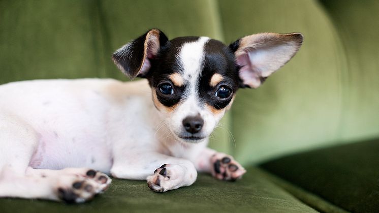 EU-kommissionen har lag fram förslag på nya djurskyddsregler inom två områden: dels hund och katt, dels djurtransporter. Foto: Scandinav bildbyrå