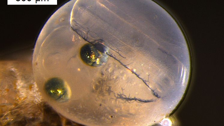 Photo: Capelin egg just before hatching (Photo: Morgan Bender/UiT)