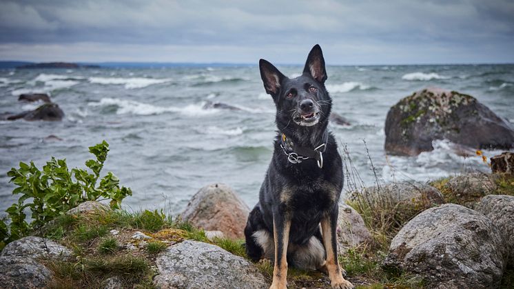 Årets Polishund 2023 Krogstorps Sky på stranden. Foto: Jan-Erik Lindkvist 
