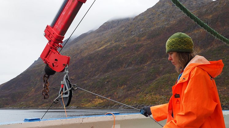 Astrid Harendza (Akvaplan-niva) deploying the towed underwater camera system to collect visual seabed data (Photo: Nigel Keeley, IMR)