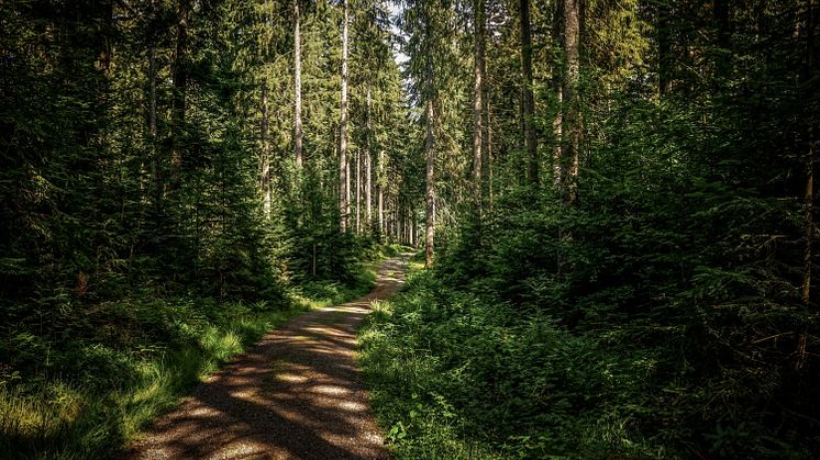 Fortsatt stigande skogsmarkspriser 2022, trots oroligheter i omvärlden!