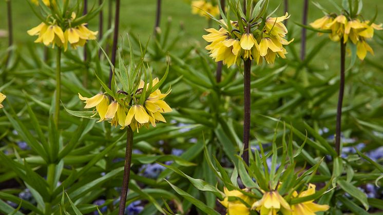 Dahliakvarteret med fritillaria släktet Sofiero 2025.jpg